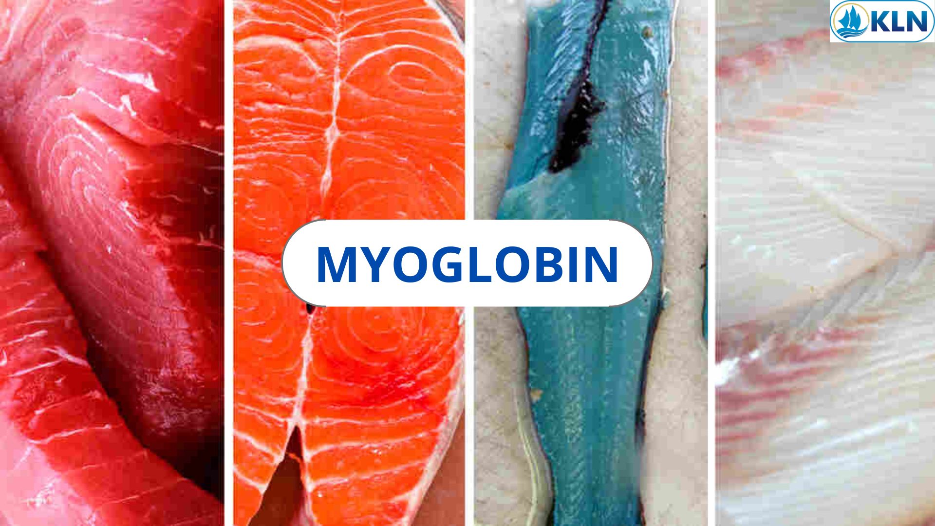 MYOGLOBIN 